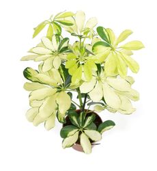 Schefflera-GoldCapellaT12-02.jpg Schefflera-GoldCapellaT12-02.jpg