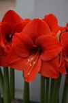 amaryllis-naranja-IMG-1033--.jpg