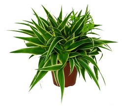 Chlorophytum--Ocean-Gruenlilie-1-.jpg Chlorophytum--Ocean-Gruenlilie-1-.jpg