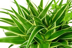 Chlorophytum--Ocean-Gruenlilie-2.jpg Chlorophytum--Ocean-Gruenlilie-2.jpg