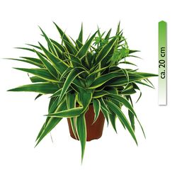Chlorophytum--Ocean-Gruenlilie-verm.jpg Chlorophytum--Ocean-Gruenlilie-verm.jpg