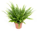 Nephrolepis-exaltataT14-01.jpg