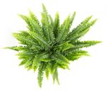 Nephrolepis-exaltataT14-02.jpg