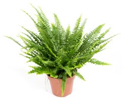 Nephrolepis-exaltataT14-01.jpg Nephrolepis-exaltataT14-01.jpg