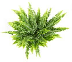 Nephrolepis-exaltataT14-02.jpg Nephrolepis-exaltataT14-02.jpg