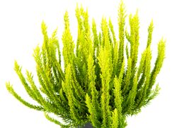CallunaBesenheideHellgruen02.jpg CallunaBesenheideHellgruen02.jpg