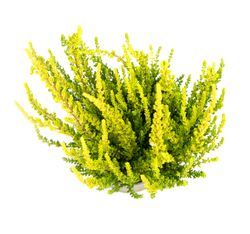 CallunaBesenheideHellgruen03.jpg CallunaBesenheideHellgruen03.jpg