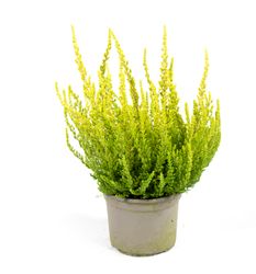 CallunaVulgarisGelbgruen03.jpg CallunaVulgarisGelbgruen03.jpg