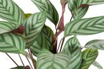 Calathea-makoyana-compactstar02.jpg