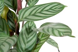 Calathea-makoyana-compactstar03.jpg Calathea-makoyana-compactstar03.jpg