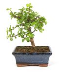 Bonsai-Crassula01.jpg