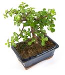 Bonsai-Crassula02.jpg