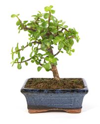 Bonsai-Crassula01.jpg Bonsai-Crassula01.jpg