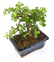 Bonsai-Crassula02.jpg Bonsai-Crassula02.jpg