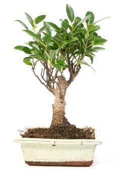 Bonsai Ficus retusa, im 8x15cm Keramiktopf, Birkenfeige, Höhe ca. 20cm