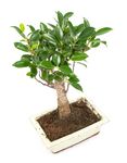 Bonsai-Ficus02.jpg