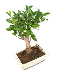 Bonsai-Ficus02.jpg Bonsai-Ficus02.jpg