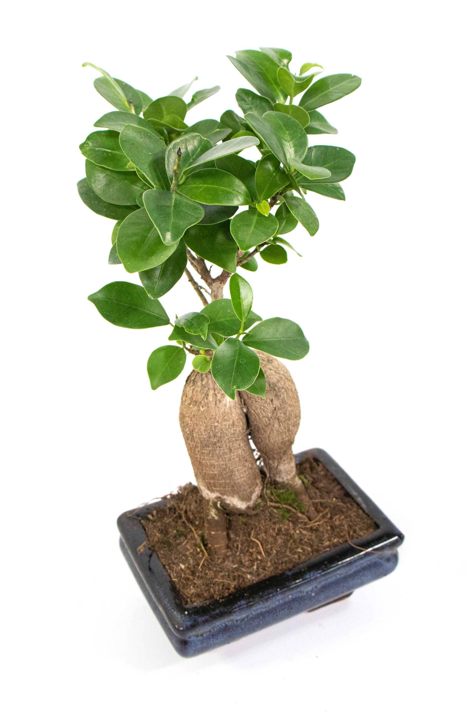 Bonsai Ficus Ginseng, im 8x15cm Keramiktopf, Chinesische Feige, Hhe ca.  20cm | meingartencenter24.de - Garten Online Shop & Weber Grill Store