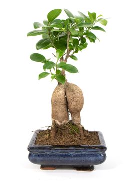 Bonsai Ficus Ginseng, im 8x15cm Keramiktopf, Chinesische Feige, Höhe ca. 20cm