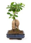 Bonsai-Ginseng01.jpg