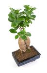 Bonsai-Ginseng02.jpg
