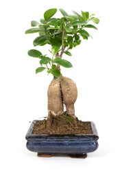 Bonsai-Ginseng01.jpg Bonsai-Ginseng01.jpg