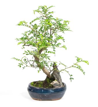Bonsai Zanthoxylum piperitum S-Form, im 8x15cm Keramiktopf, Szechuan-Pfeffer, Höhe ca. 30cm