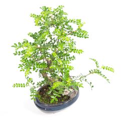 Bonsai-zanthoxylum-02.jpg Bonsai-zanthoxylum-02.jpg