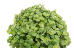 Callisie-repens--2--Callisia-repens--im-12cm-Pflanztopf--Heimtier-Futterpflanze---Gesamthoehe-ca--15cm.jpg
