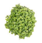 Callisie-repens--3--Callisia-repens--im-12cm-Pflanztopf--Heimtier-Futterpflanze---Gesamthoehe-ca--15cm.jpg