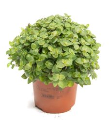 Callisie-repens--1--Callisia-repens--im-12cm-Pflanztopf--Heimtier-Futterpflanze---Gesamthoehe-ca--15cm.jpg Callisie-repens--1--Callisia-repens--im-12cm-Pflanztopf--Heimtier-Futterpflanze---Gesamthoehe-ca--15cm.jpg