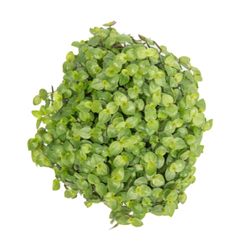 Callisie-repens--3--Callisia-repens--im-12cm-Pflanztopf--Heimtier-Futterpflanze---Gesamthoehe-ca--15cm.jpg Callisie-repens--3--Callisia-repens--im-12cm-Pflanztopf--Heimtier-Futterpflanze---Gesamthoehe-ca--15cm.jpg