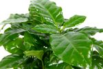 CoffeaArabica02.jpg