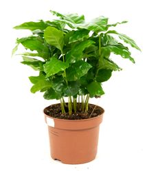 Coffea-arabica01hi.jpg Coffea-arabica01hi.jpg