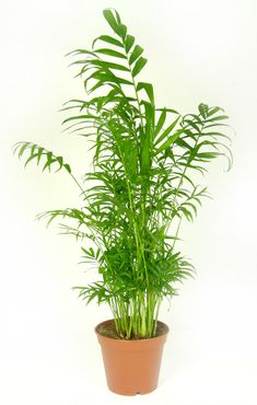 Chamaedorea elegans, im 12cm Topf, Bergpalme, Höhe ca. 35cm