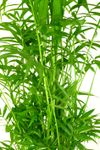 Chamaedorea--Elegans-Bergpalme-22.jpg