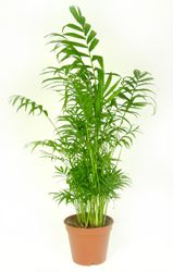 Chamaedorea--Elegans-Bergpalme-11.jpg Chamaedorea--Elegans-Bergpalme-11.jpg