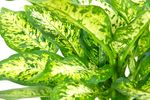 Dieffenbachia02.jpg