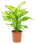 Diffenbachia-01.jpg