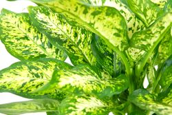Dieffenbachia02.jpg Dieffenbachia02.jpg