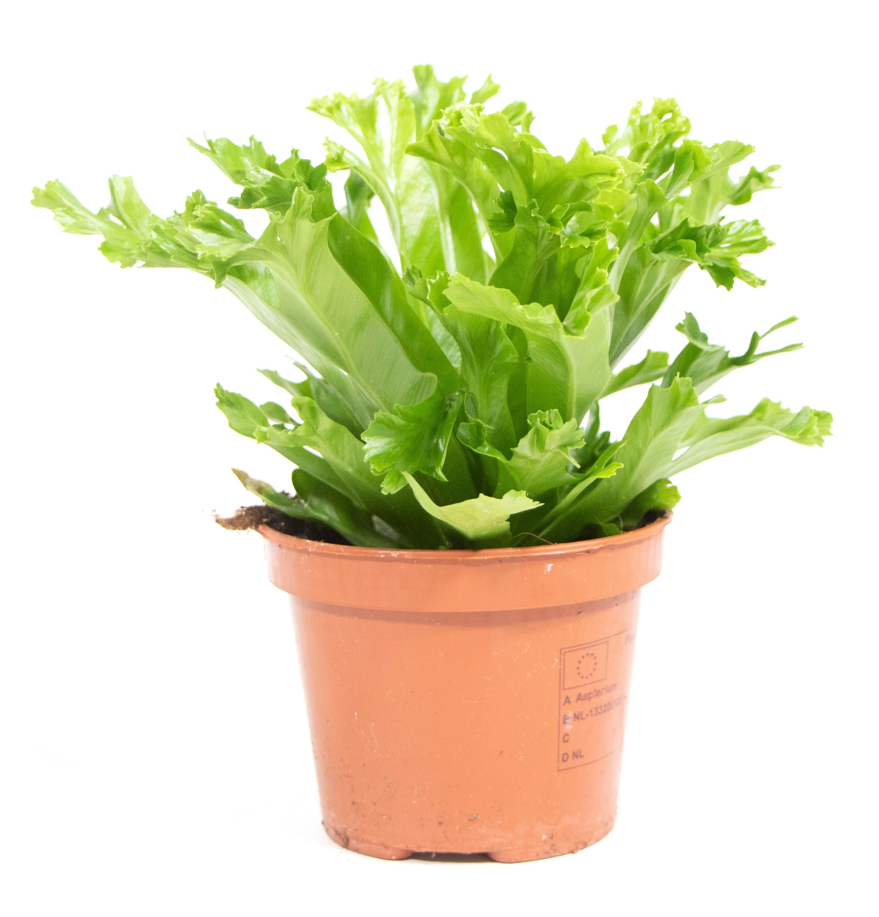 Asplenium nidus Crissie, im 12cm Pflanztopf, Nestfarn, Hhe ca. 20cm |  meingartencenter24.de - Garten Online Shop & Weber Grill Store