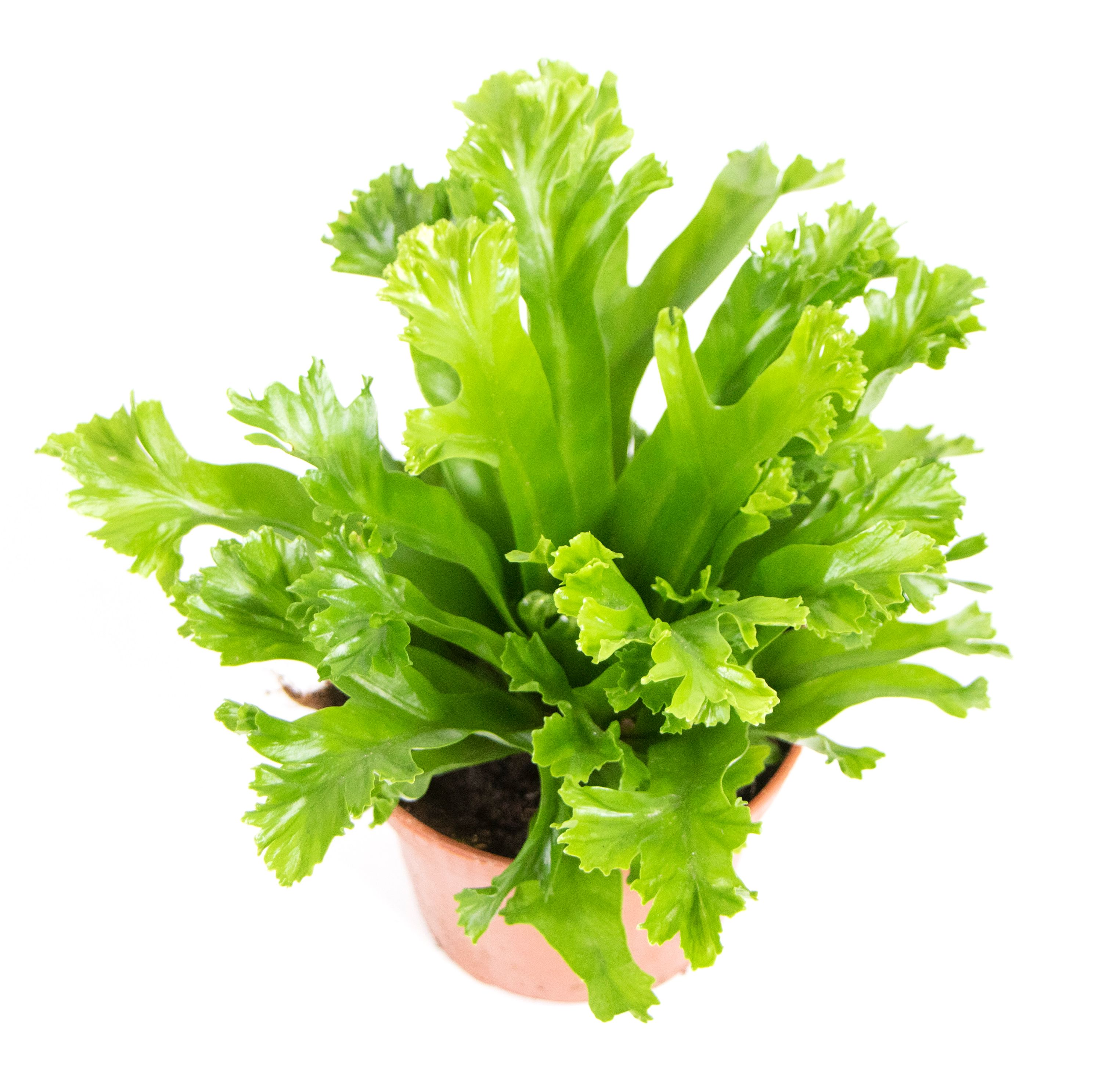 Asplenium nidus Crissie, im 12cm Pflanztopf, Nestfarn, Hhe ca. 20cm |  meingartencenter24.de - Garten Online Shop & Weber Grill Store