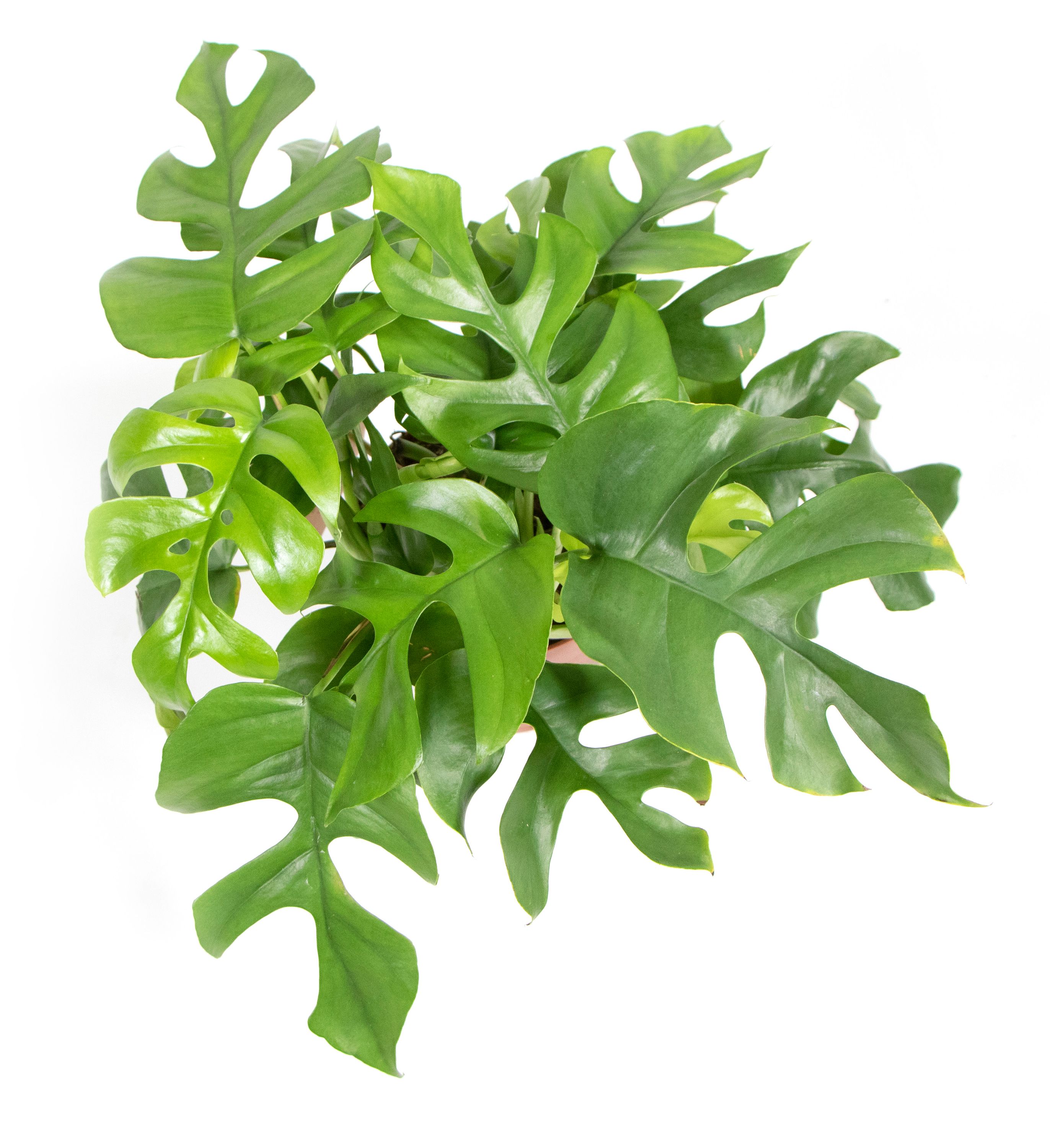 wie alt wird ein gummibaum XXL Gummibaum Stamm kaufen – Green Me Up main image 0