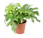 Monstera-minimaT14-01.jpg