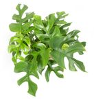 Monstera-minimaT14-02.jpg