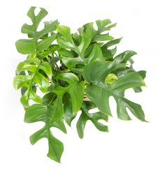 Monstera-minimaT14-02.jpg Monstera-minimaT14-02.jpg