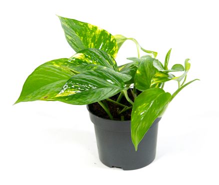 Scindapsus aureum, im 12cm Topf, Efeutute, Höhe ca.15cm