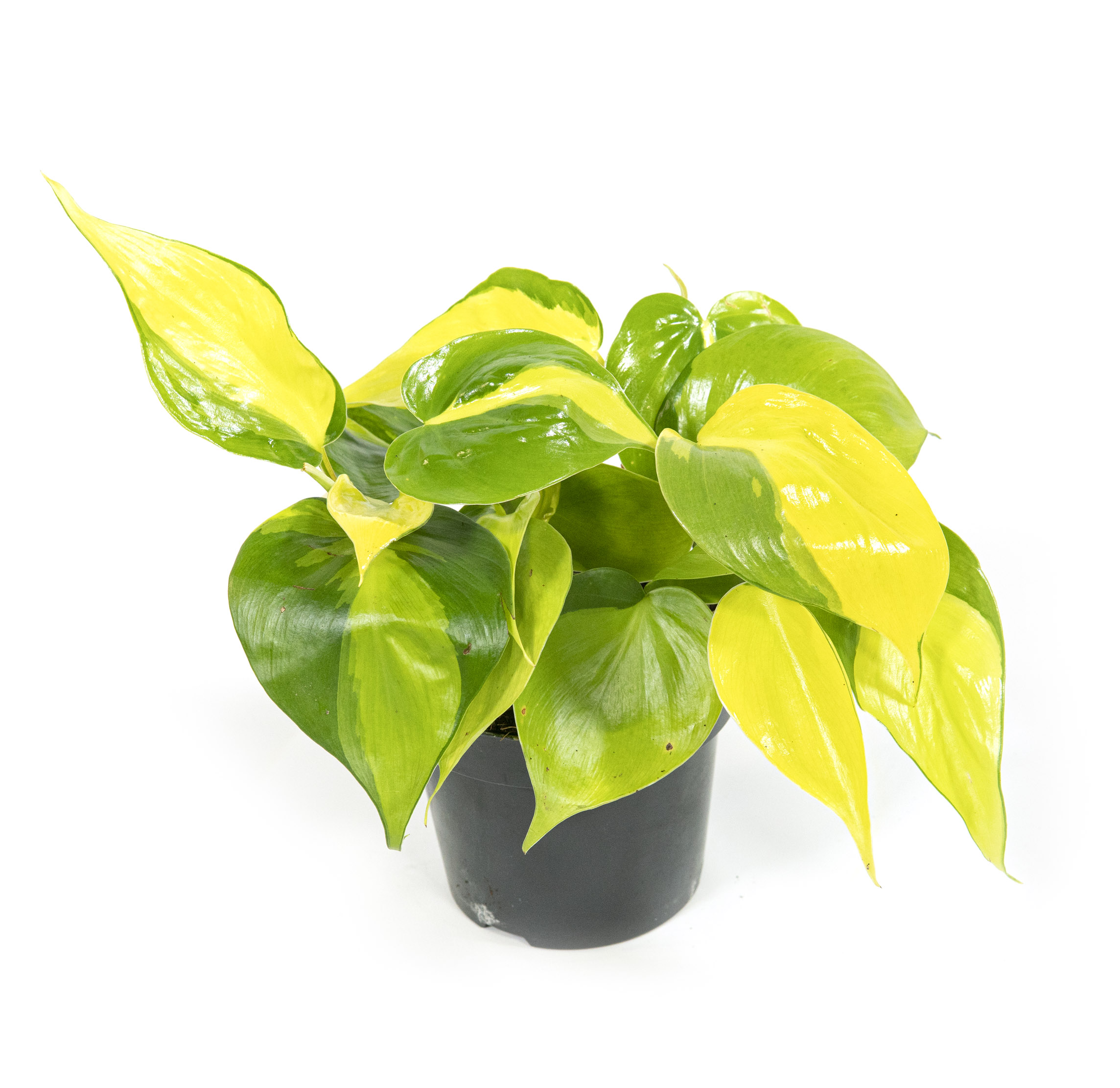 pflanze glückskastanie Pachira aquatica (mit geflochtenem Stamm) H:130cm - Pflanzen sicher zu dir  nach Hause
