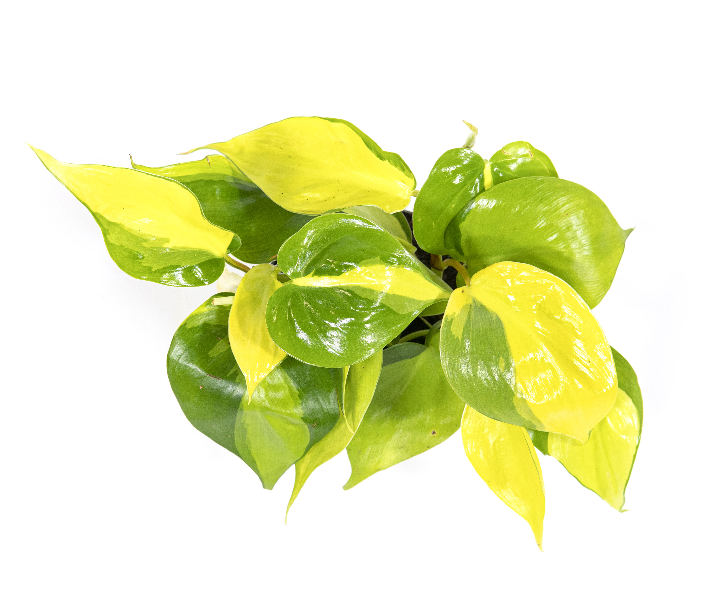 farn als dünger Purgrün Farn-Dünger 1 Liter main image 1