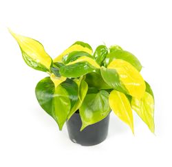 Scindapsus-aureumBrazilT12-01.jpg Scindapsus-aureumBrazilT12-01.jpg